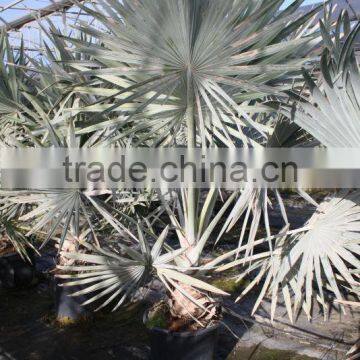 Bismarckia Nobilis - From 75/100 Plant Height in 8 Liters Pot photo-3