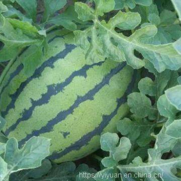 watermelon F1 hybrid sweet melon seeds fruit seeds no.89