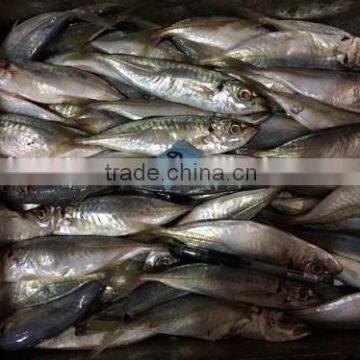China Landing Frozen Horse Mackerel With Size 70 - 90 / Pcs photo-5