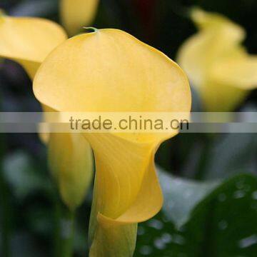 Super quality unique flower calla lilies bouquet