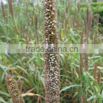 Tropical High Yield Hybrid Pennisetum Forage Seeds