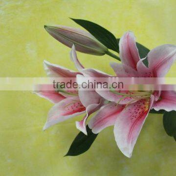 China Fresh Cut Flower Lily Promotional Lili and Rose Flower photo-2