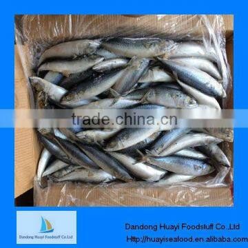 Atlantic mackerel for sale