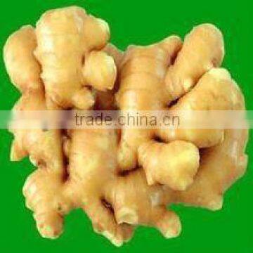 China fresh Ginger