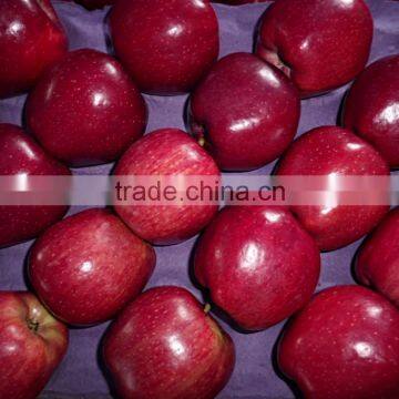 Export Red Delicious Apple Company photo-4