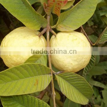 Fresh yellow Guava