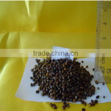 Sea Buckthorn Seeds Variety/Hippophaes Seeds For Planting High Economic Value Can Harvest More Than 25 Years