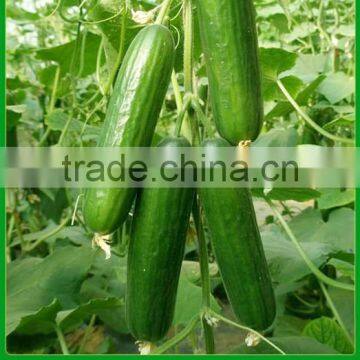 CU16 Chant f1 hybrid smooth parthenocarpy cucumber seeds for greenhouse