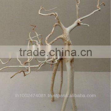 Natural roots for aquarium decoration