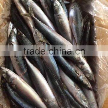 mackerel fish benefits of frozen mackerel