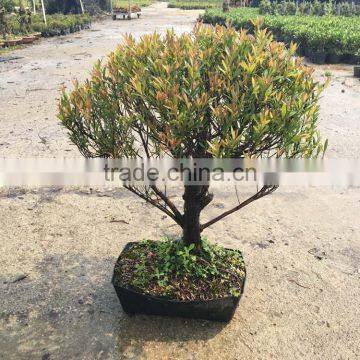 Syzygium Buxifolium Bosnai Ball Shape photo-2