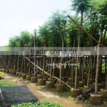 Jacaranda acutifolia for tropical area