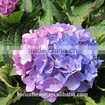 Grade A Fresh Cut Hydrangea Fresh Flower From Kunming photo-3