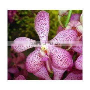 Thailand Top Quality M-001 Mokara Jakuan Orchid