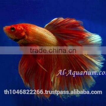 Halfmoon Betta Fish Farm For Sale and Export / Ornamental Fish Thailand photo-2