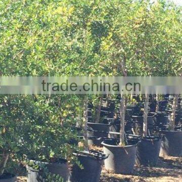 Punica Granatum photo-2