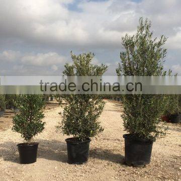 Olive Tree -Olea Europaea "Arbustivo - Bush" photo-4