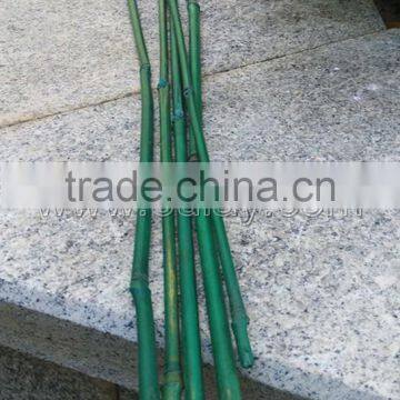 Plastic Coated Bamboo Canes photo-2