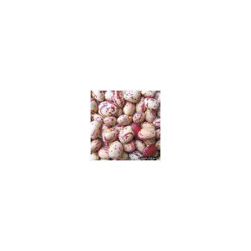 round speckled kidney bean