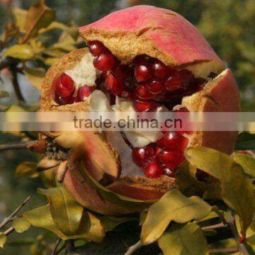 Fresh Pomegranate