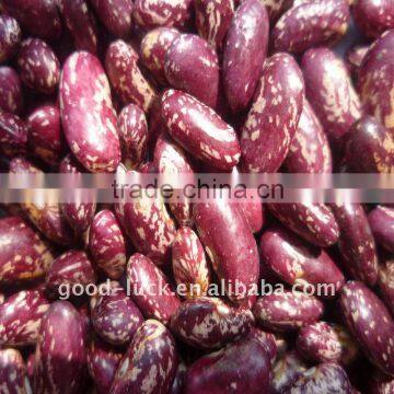 High quality purple speckled kidney beans