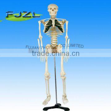 Hot sale artificial human skeleton,medical life size human skeleton model