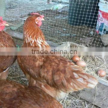 Heavy Duty Deer Pheasant Chicken Garden Black Netting Fencing Mesh photo-3