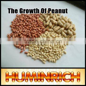 FAQ-The Growth Of Peanut photo-4