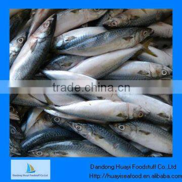 frozen mackerel(size:300-500)