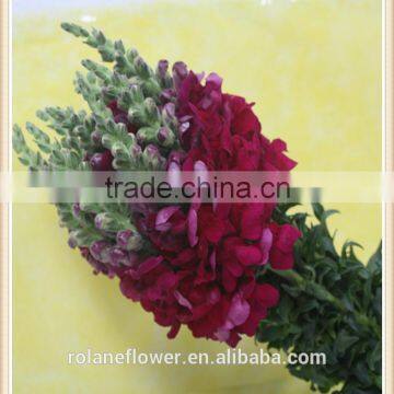 most popular natural plants antirrhinum for wholesale