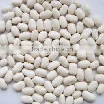 HOT SALE good white beans round