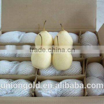 Light Yellow Fresh ya Pear Bulk Purchase photo-4