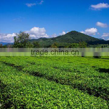 High Quality From Teaparis Vietnam Green Tea Super Pekoe photo-4