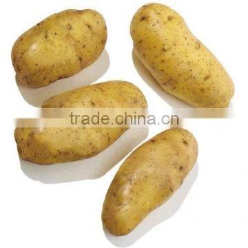 Holland Potato in 10kg carton