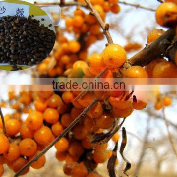 High Germination Big Fruit Type Hippophae Rhamnoides/Seabuckthorn Seed For Planting