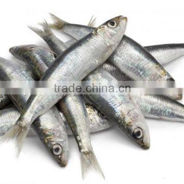 (125 g ) Canned Sardines in Vegetable Oil With Harissa ,High Quality Canned Sardines,125g Sardines in Cans With Harissa 125g photo-3