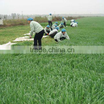 2015 Factory supply 100% pure Organic wheat grass powder