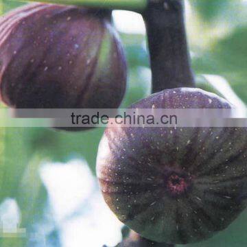 Grafting the best cultivar Ficus Carica Fruit saplings from China