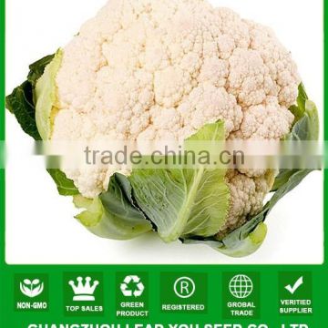 NCF37 Qie China cauliflower seeds supplier for sale