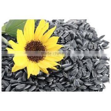 SUNFLOWER CONFECTIONARY SEEDS