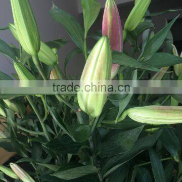 Beautiful Fresh Cut Lily Flower Fresh-Cut Flowers for Banquet