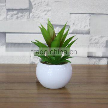 White Potted Mini Succulent Plants Bonsai photo-4