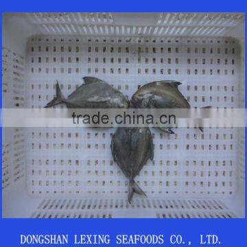 Frozen black pomfret fish ,IQF