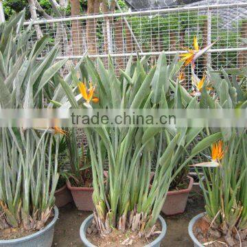 Strelitzia reginae paradise bird indoor plants