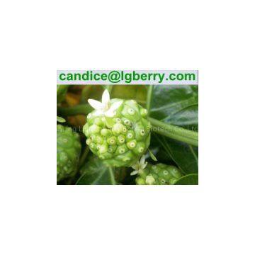 Natural Noni fruit extract/Morinda citrifolia extract powder(10 years factory)