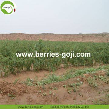 Factory Supply Dried Ningxia Goji Berry photo-3