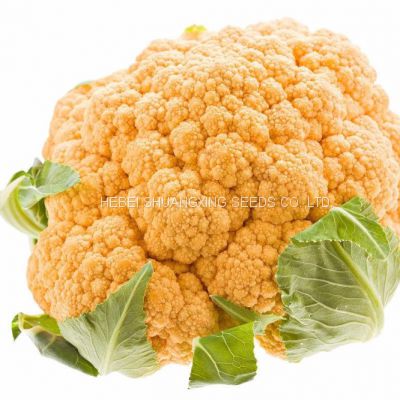 SXCa No.6 yellow f1 hybrid cauliflower seeds vegetable seed