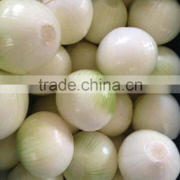 Onion in Fresh Onions
