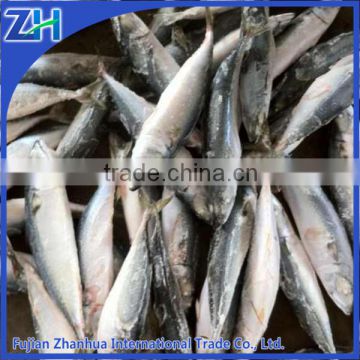 frozen pacific horse mackerel 300-400g