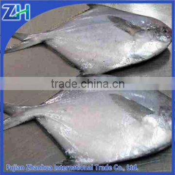 Frozen pomfret fish